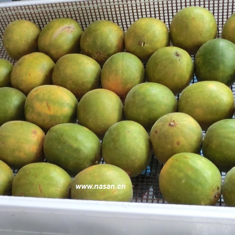 Monk Fruit Dryer